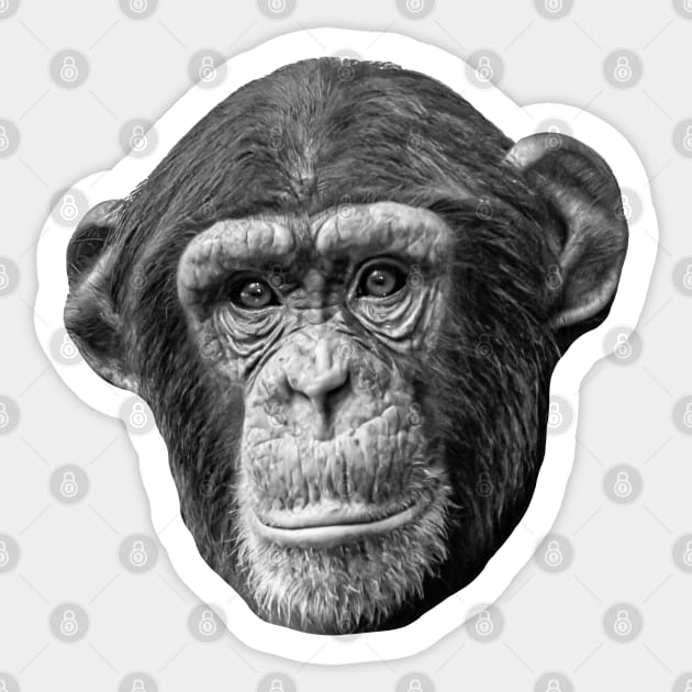 Chimpanzee Sticker by dalyndigaital2@gmail.com